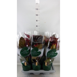 Anthurium andr. 'Delicata'