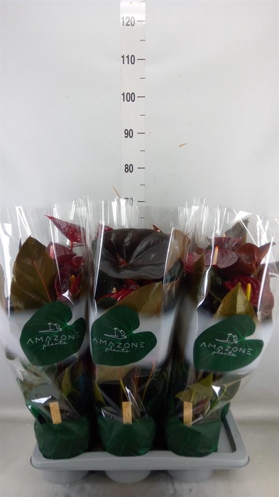 <h4>Anthurium andr. 'Delicata'</h4>