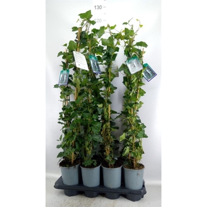 Hedera hibernica