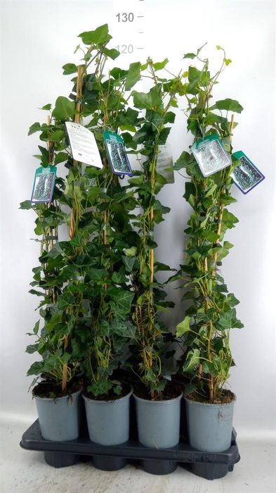 <h4>Hedera hibernica</h4>