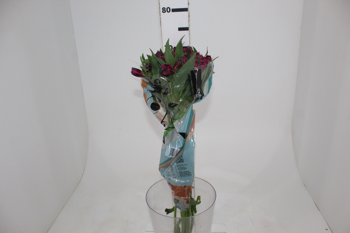 <h4>ALSTROEMERIA NAPOLI 070 CM</h4>