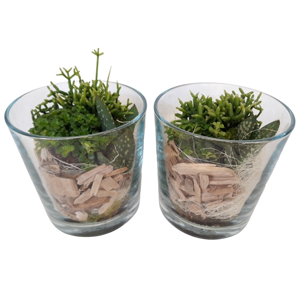 <h4>213 NAT Minigroenmix Cilinderglas 13cm</h4>