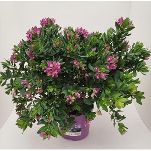 Polygala myrtifolia struik