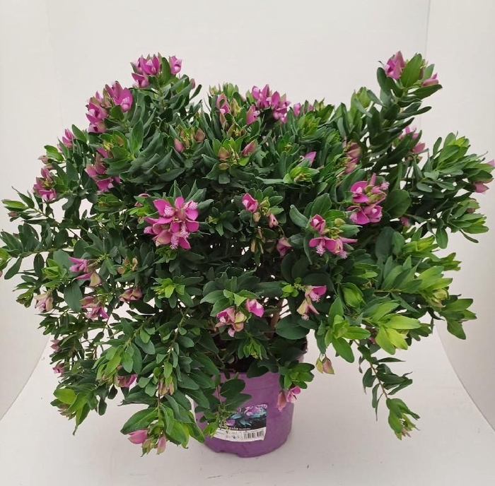 <h4>Polygala myrtifolia struik</h4>