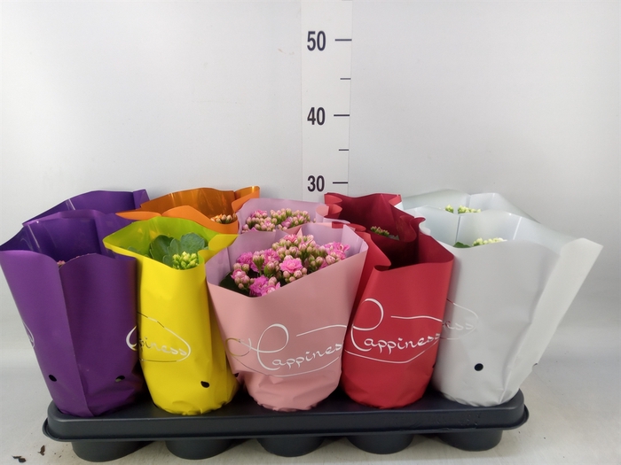 <h4>Kalanchoe blos.   ..rosebud rs fl 5</h4>
