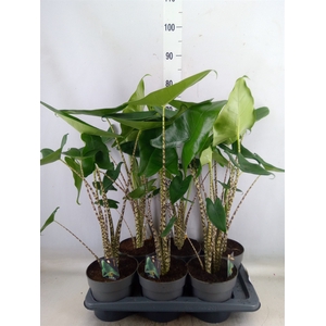 Alocasia zebrina
