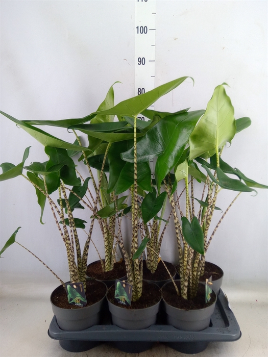 <h4>Alocasia zebrina</h4>