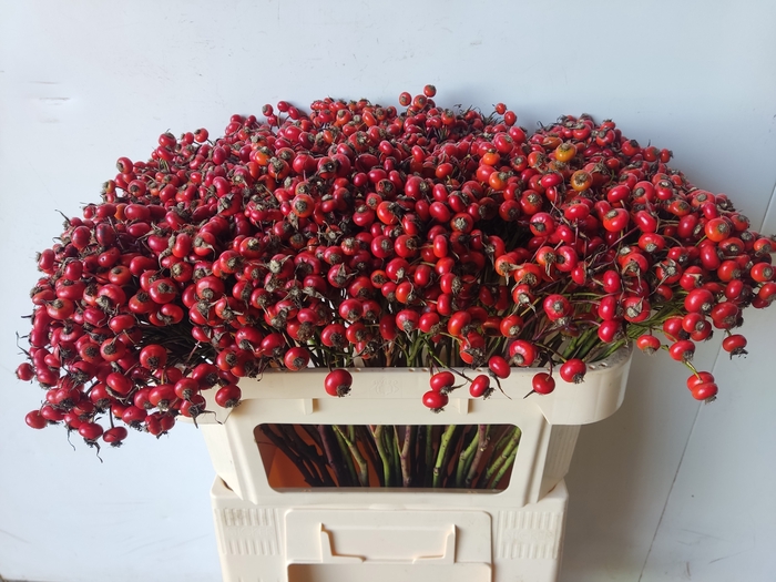 <h4>ROSA RED HOOIJDONK</h4>