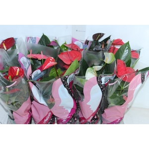 ANTHURIUM VARIADO P12