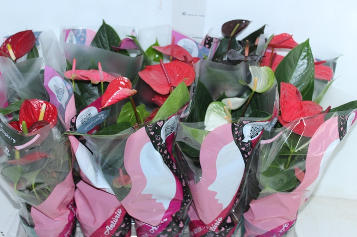 <h4>ANTHURIUM VARIADO P12</h4>