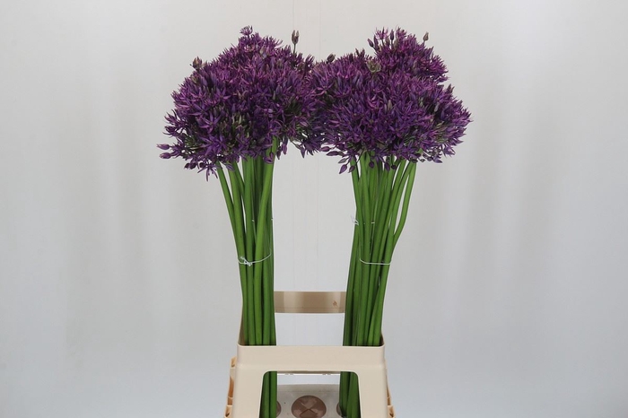 Allium  'Jackpot'