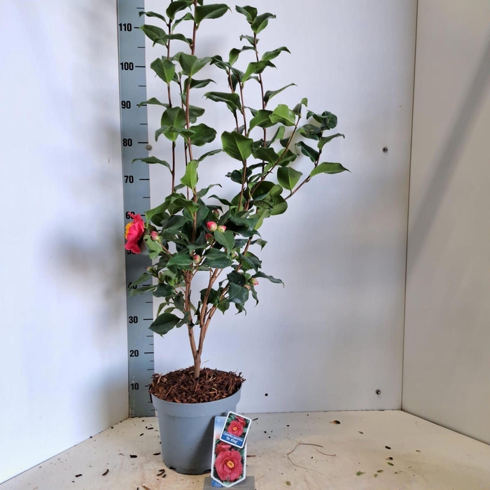 <h4>Camellia japonica Dr King</h4>
