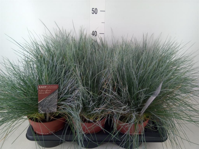 <h4>Festuca glauca 'Intens Blue'</h4>