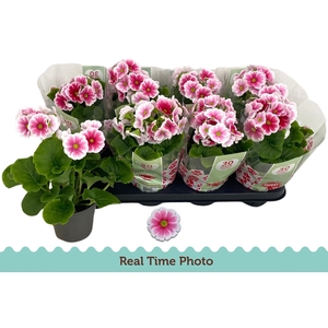 PRIM OB TM RED WHITE