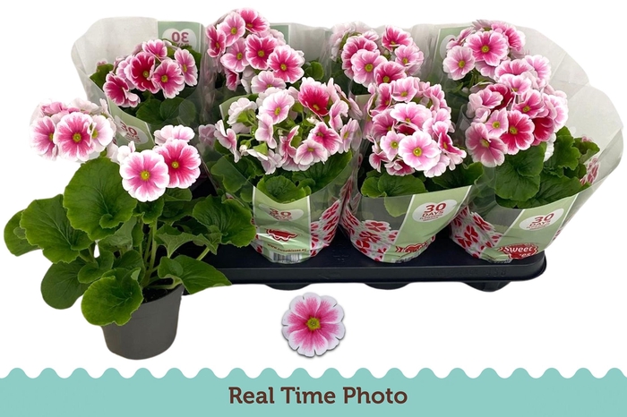 <h4>PRIM OB TM RED WHITE</h4>