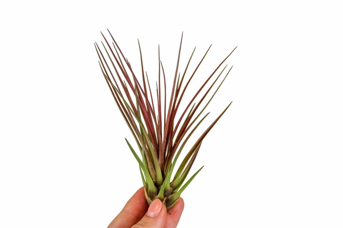 <h4>Tillandsia Melanocrater Rood</h4>