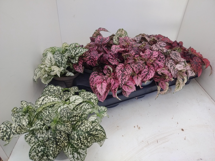 <h4>HYPOEST GEM</h4>