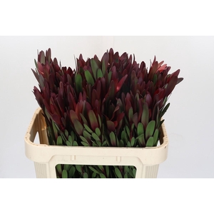 Leucadendron Safari Sunset