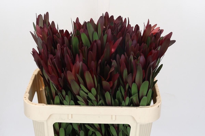 <h4>Leucadendron Safari Sunset</h4>