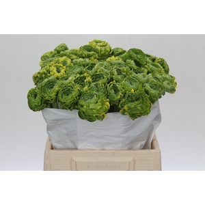 Ranunculus Pon Pon Peterpan