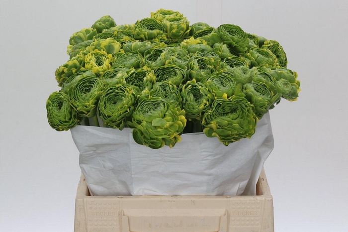 <h4>Ranunculus Pon Pon Peterpan</h4>