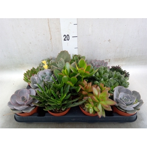 Succulents   ...