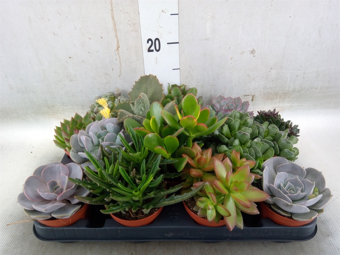 <h4>Succulents   ...</h4>