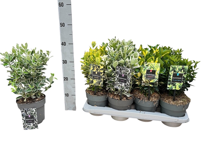 <h4>EUONYMUS JAP GEM</h4>