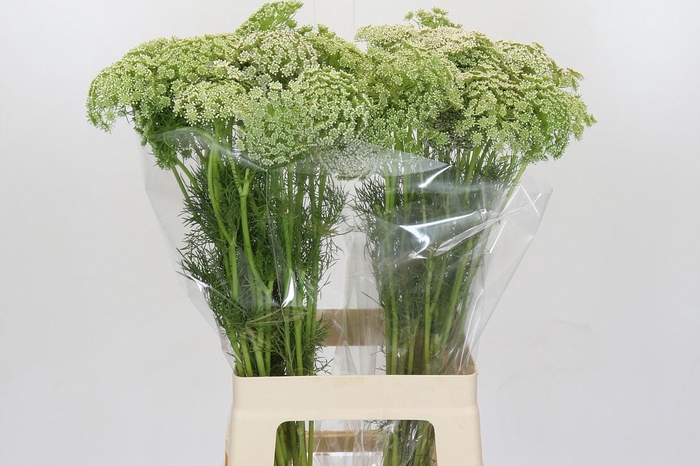 <h4>Ammi Visnaga</h4>