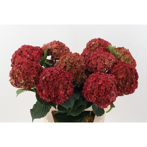 Hydr M Roy Anasta Cl