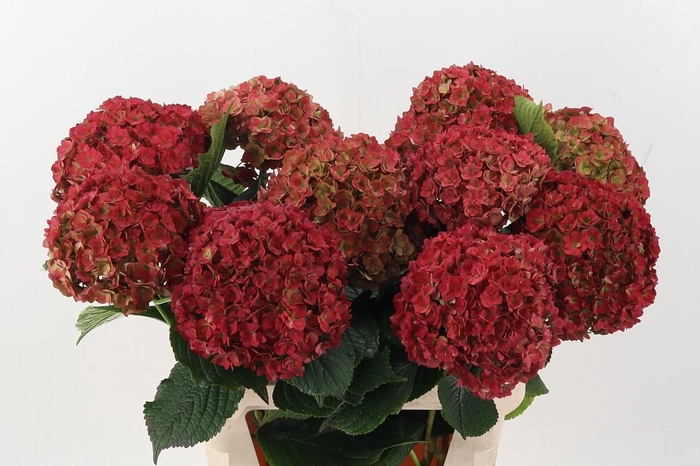 <h4>Hydr M Roy Anasta Cl</h4>