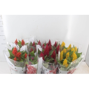 CELOSIA P14 VARIADO
