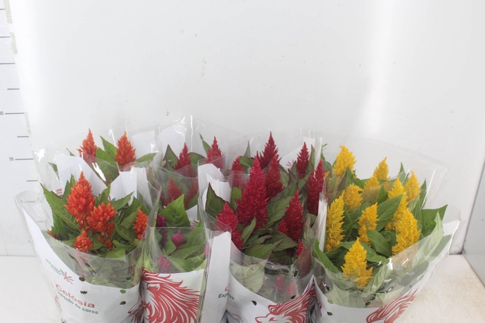 <h4>CELOSIA P14 VARIADO</h4>