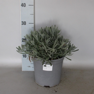 Kruiden I Lavandula angust. 18cm
