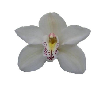 CYMB T CASCADE