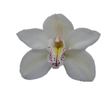 <h4>CYMB T CASCADE</h4>