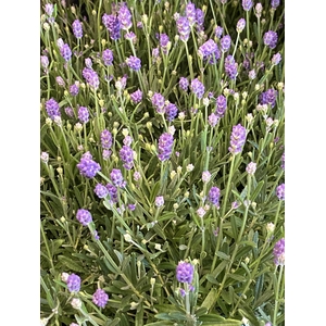 Lavandula ang. 'Thumbelina Leigh'