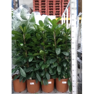Ficus cyathistipula