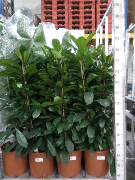 <h4>Ficus cyathistipula</h4>