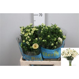 Ran Butterfly Keramos