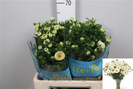 <h4>Ran Butterfly Keramos</h4>