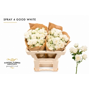 Rosa Spray 4 Good White