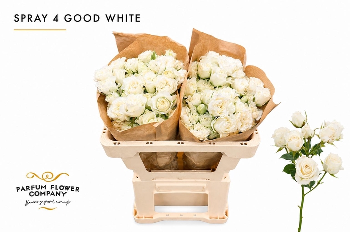 <h4>Rosa Spray 4 Good White</h4>