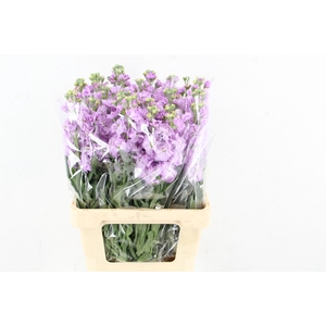 MATTHIOLA IRON LAVANDER