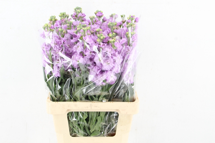 <h4>MATTHIOLA IRON LAVANDER</h4>