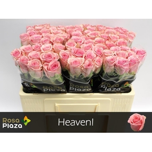 Rosa large heaven!