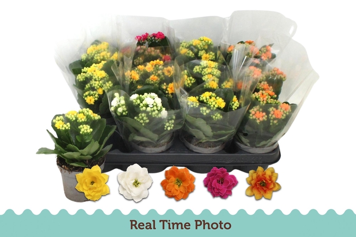 <h4>KAL GE GEM 5 KL</h4>