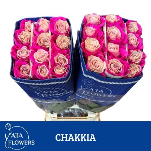 <h4>R Gr Klb Chakkia ATA</h4>