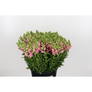Antirrhinum Pink