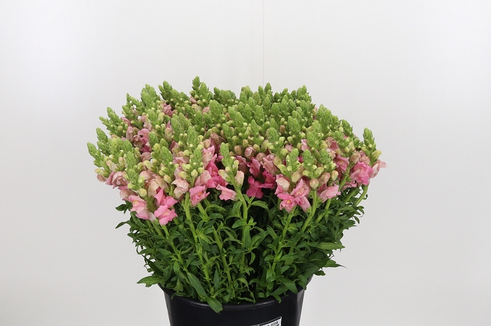 <h4>Antirrhinum Pink</h4>
